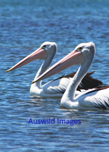 Australian Pelicans