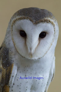 Barn Owl