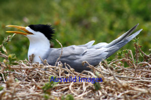 Crested Tern On The Nest