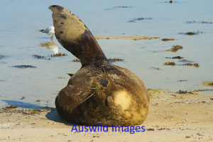 Australian Sealion