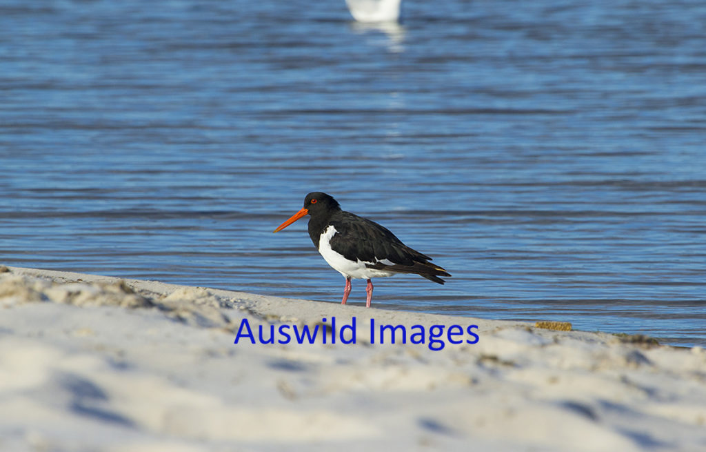 Pied Oystercatcher