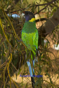 Australian Ringneck Parrot