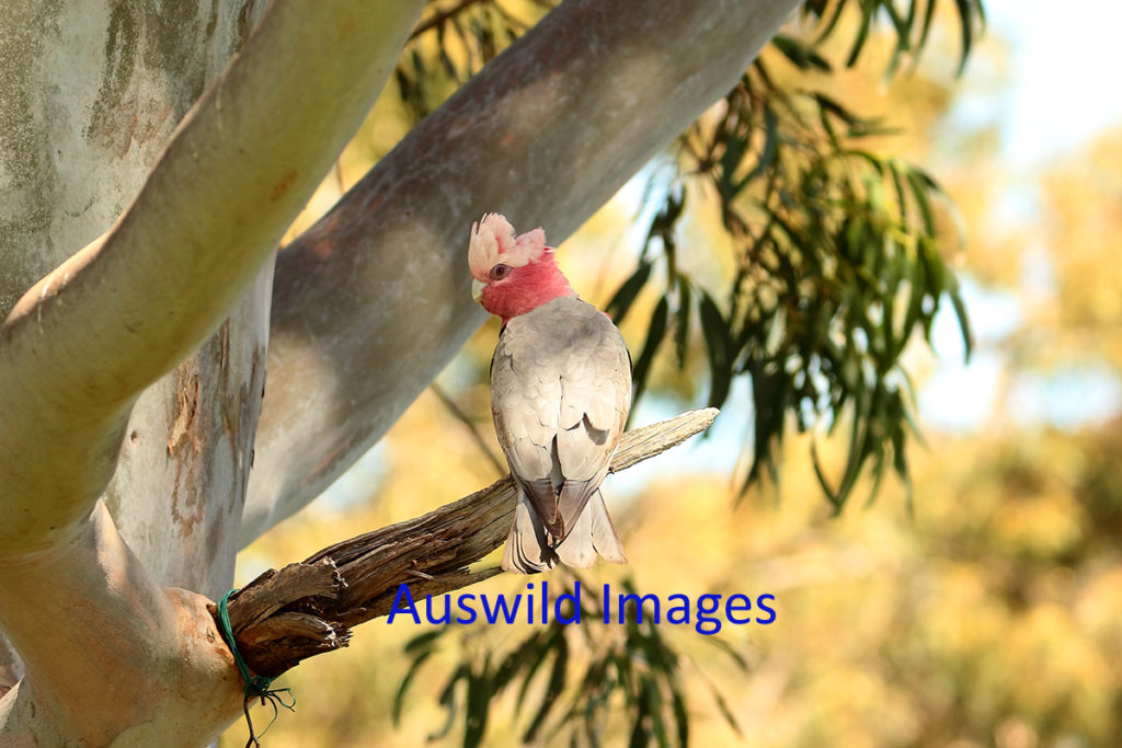 Pink And Grey Galah