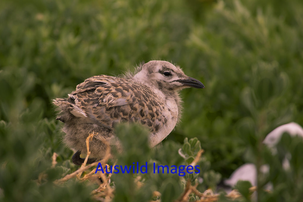 Baby Seagull