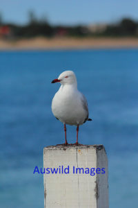 Seagull On A Post