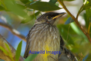 Young Red Wattlebird