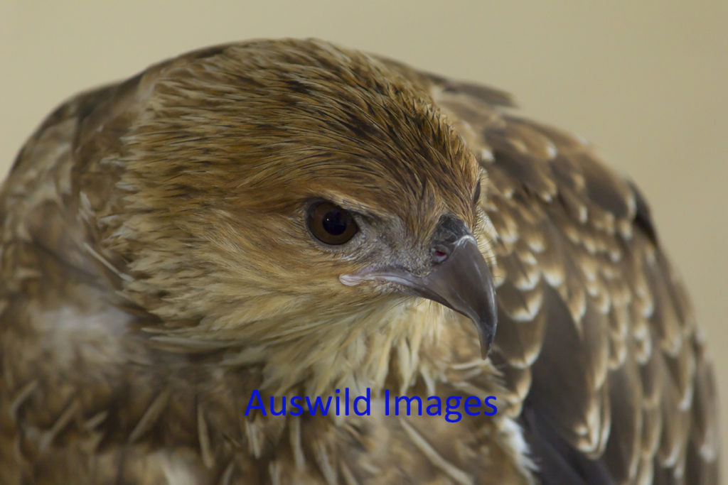 Whistling Kite