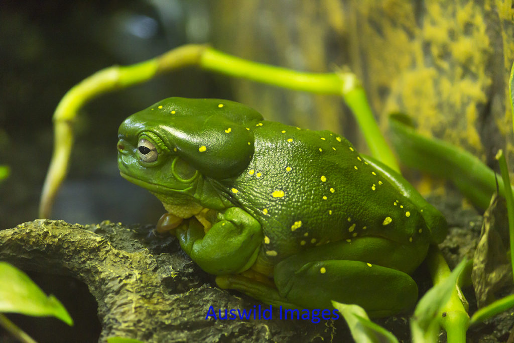 Green Tree Frog