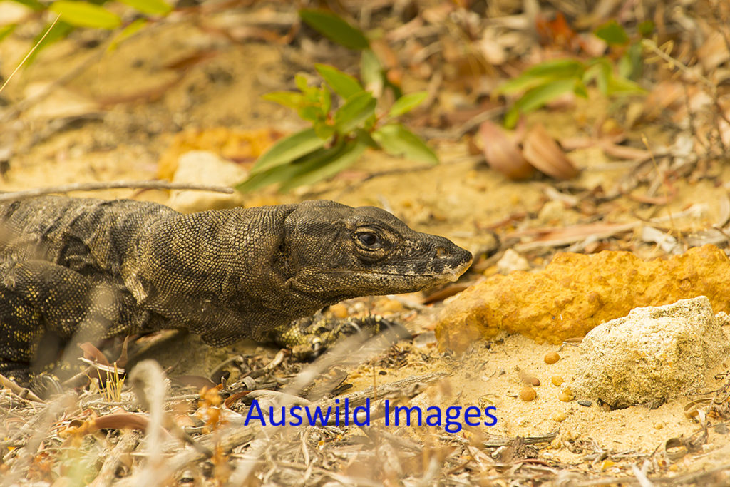 Sand Monitor