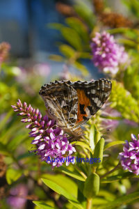 Monarch Butterfly