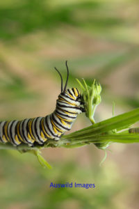 Monarch Caterpillar