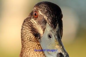 Pacific Black Duck