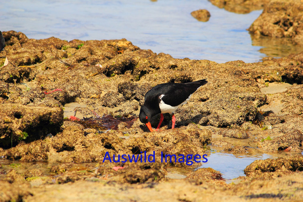 Pied Oystercatcher