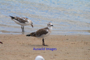 Seagull On The Beach